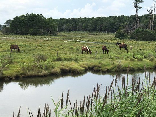 Assateague Island NS-VA Unit